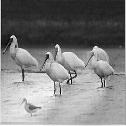 birds (FRM Scan 2)